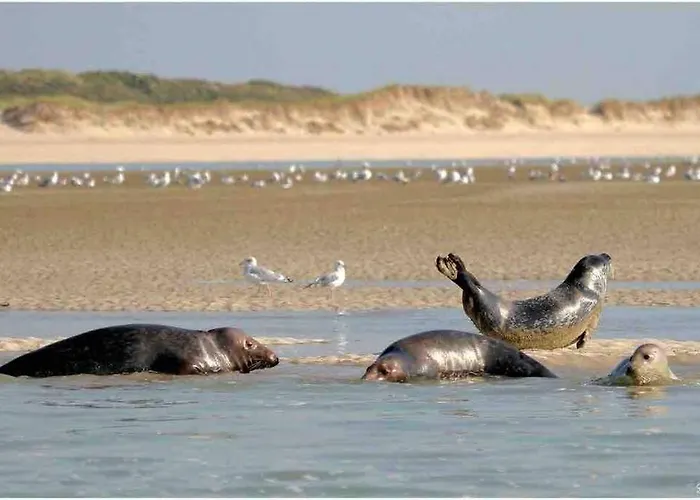 Escapade Berckoise, Berck Plage